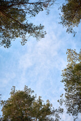 Obraz premium Scenic view of tall pine trees with blue sky and clouds.