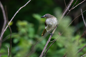 Obraz premium A White browed bulbul perched on a branch in a natural habitat. The background is lush green with well blurred.