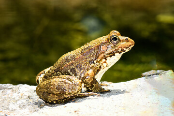 Obraz premium Macro shot of a Levant water frog (Pelophylax bedriagae) resting on a stone in Cyprus. Detailed wildlife photography of the amphibian against a soft, natural aquatic background.