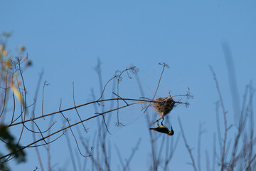 A sunbird hanging on its nest entrance at tip of a branch with lot of branches on background. The background is blurred with lush blue sky.