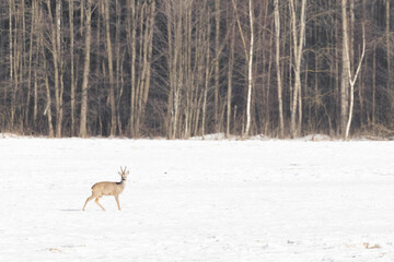 Rehbock im Schnee vor dem Wald	