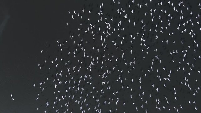 Wildlife - Birds. Drone footage of flock of white birds flying over river.