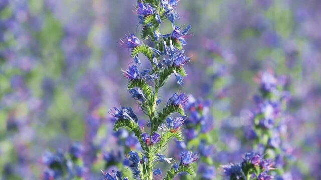 Vipers bugloss blueweed plant with blue flowers on a field in summer, Echium vulgare