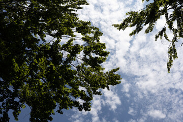 Fototapeta premium Green branches reach skyward, framing soft clouds. Sunlight filters through leaves, casting gentle shadows. Blue sky peeks through foliage, creating a tranquil scene. Ideal for nature, relaxation