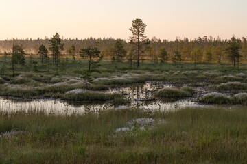 A July morning in the swamps of northern Karelia. Russia