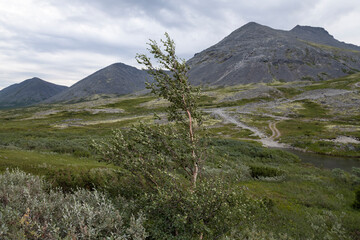 A birch tree in a strong wind against the background of Khibiny mountains, on a cloudy July day. Murmansk region, Russia