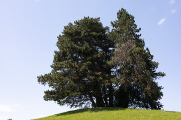 Fototapeta premium Green hilltop crowned with two tall, dark evergreens. Clear blue sky frames the serene tree silhouette. Nature's quiet strength stands tall against the breeze. Perfect for eco themes
