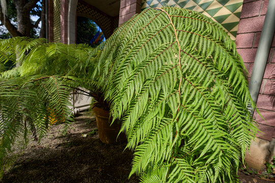 Tree fern fronds beside ornate building