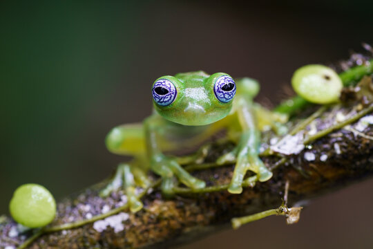 Glass frog (Sachatamia ilex) on a leaf
