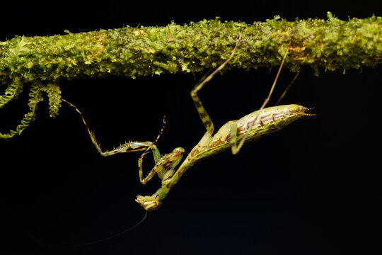 Mantis. Braulio Carrillo National Park