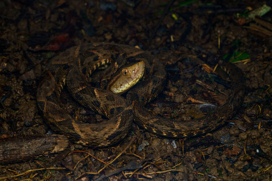  Terciopelo (Bothrops asper)