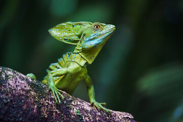 Fototapeta premium Green common basilisk (Basiliscus basiliscus) 
