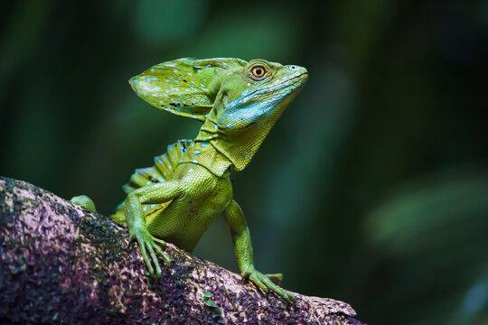 Green common basilisk (Basiliscus basiliscus)	