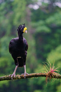 Great curassow (Crax rubra) in the wild