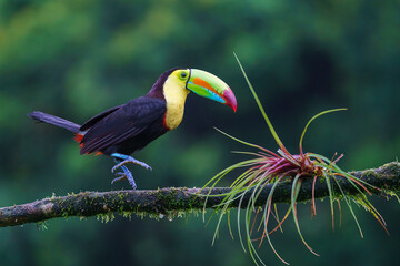 Fototapeta premium Keel-billed toucan (Ramphastos sulfuratus)