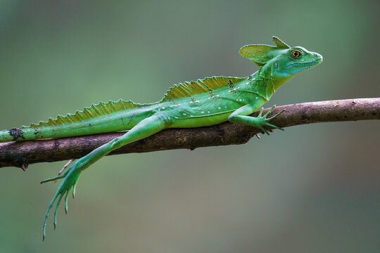 Green common basilisk (Basiliscus basiliscus)
