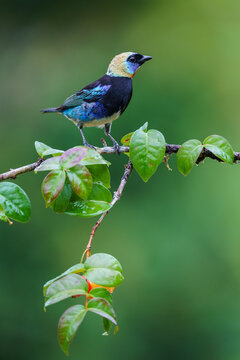 Golden-hooded tanager (Stilpnia larvata)