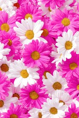 Vibrant Pink And White Daisy Flowers