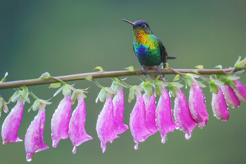 Hummingbird. Los Quetzales National Park © Daniel Jara