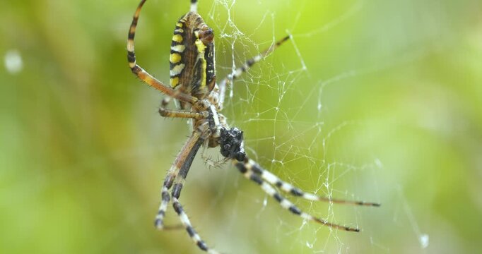 Close-Up footage of spider catching prey caught in its nets.
