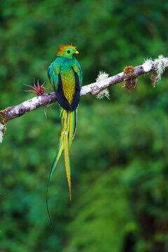 Resplendent quetzal (Pharomachrus mocinno)