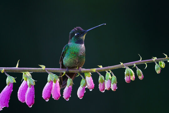 Hummingbird. Los Quetzales National Park