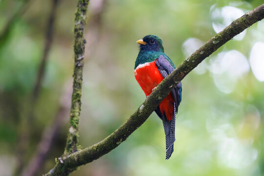 Collared trogon (Trogon collaris)