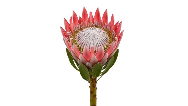 Isolated pink king protea flower blossom on a stem, romantic love beauty in nature
