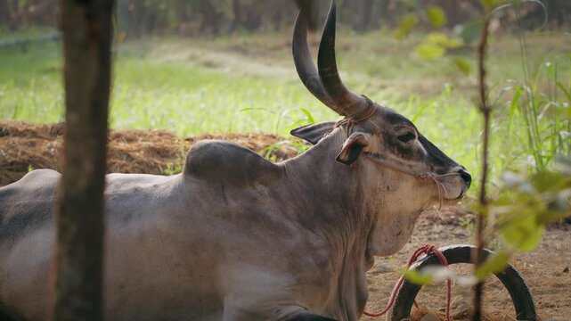 Grey Indian bull with long curved horns resting on the ground in a rural farm setting under warm natural light.