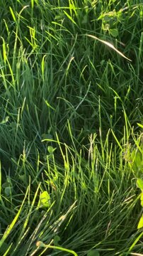 Sunlit green lawn featuring long grass blades mixed with various broadleaf weeds, including dock leaves and dandelion foliage, showcasing a natural, unmanicured garden texture in daylight.