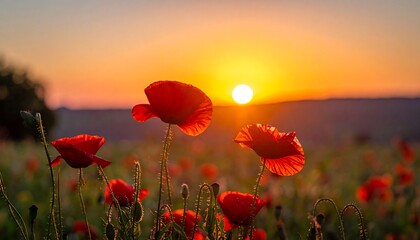 Obraz premium Vivid red poppies silhouetted against a brilliant sunset sky
