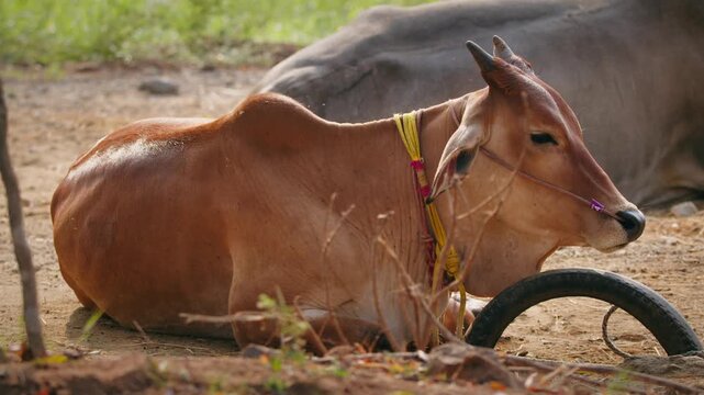 Brown domestic cow resting on the ground in a rural farmyard with natural sunlight illuminating its coat.