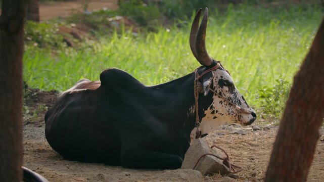 Black and white spotted Indian bull with long horns resting on the ground in a rural agricultural setting.