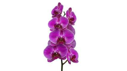 Obraz premium Isolated blossom of purple striped moth orchids, Phalaenopsis cultivar, delicate flowers