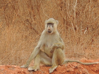 Obraz premium Babbuino seduto