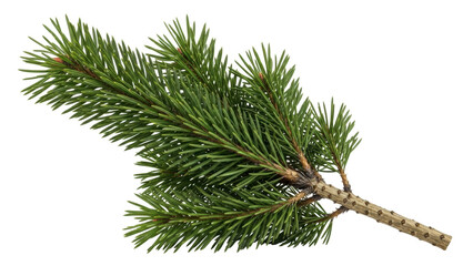 Isolated spruce branch with green needles, coniferous tree shoot for forest decor, evergreen © Aino