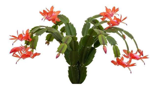 Isolated Christmas Cactus plant blooming orange flowers, Schlumbergera buckleyi, houseplant