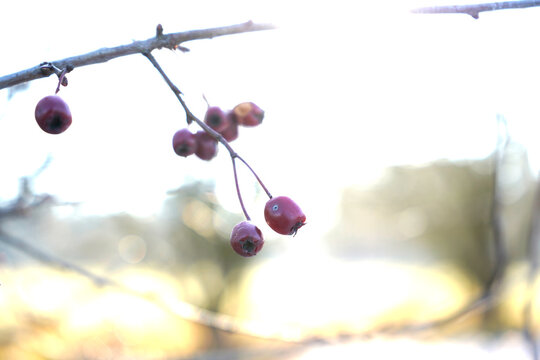Macro shot of small red berries on a bare branch against a bright, overexposed background. Minimalist nature photography focusing on winter or late autumn botanical details.