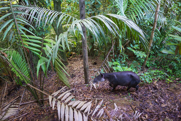Baird's tapir (Tapirus bairdii)