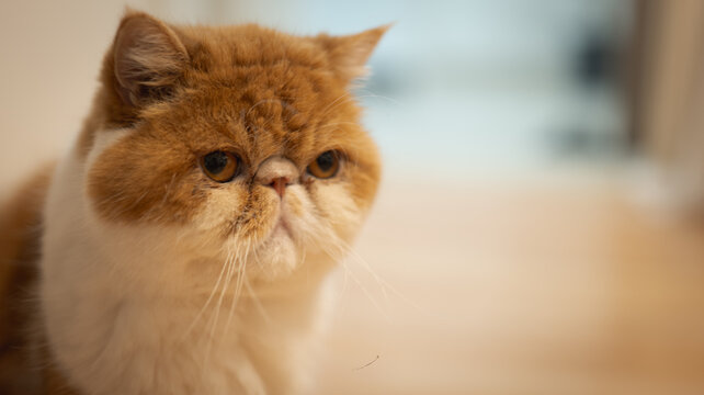 Close up portrait of red exotic shorthair cat with expressive eyes and soft fur showcasing domestic pet beauty and calm lifestyle mood. Soft focus, boke effect.