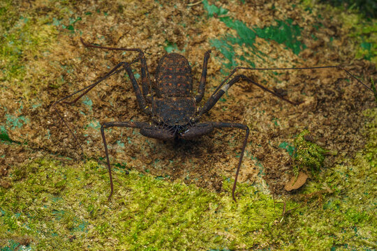 Amblypygi. Braulio Carrillo National Park