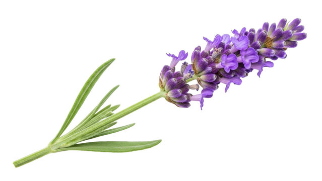 Isolated sprig of lavender flower, blooming purple plant, single branch for aromatherapy