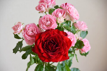 赤とピンクのばら