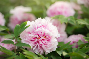 Obraz premium Close-up of pink peony flowers in full bloom