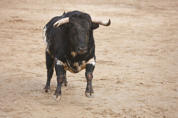 Fighting bull in the arena. Bullring. Toro bravo. Spain