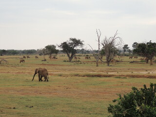 Elephant in the savannah in Kenya, Africa