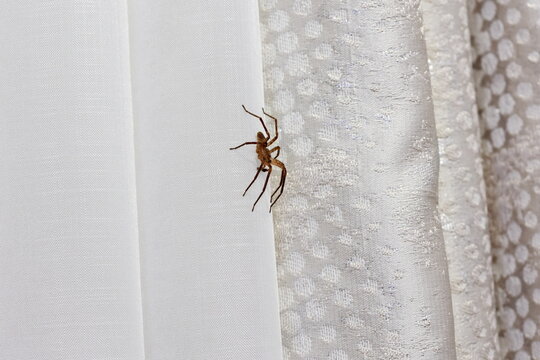 Big domestic house spider crawling on white curtain in modern indoor setting. Tegenaria domestica spider also known like barn funnel weaver at home., side view. 