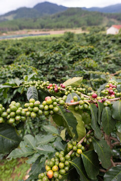 coffee tree with green and red beans