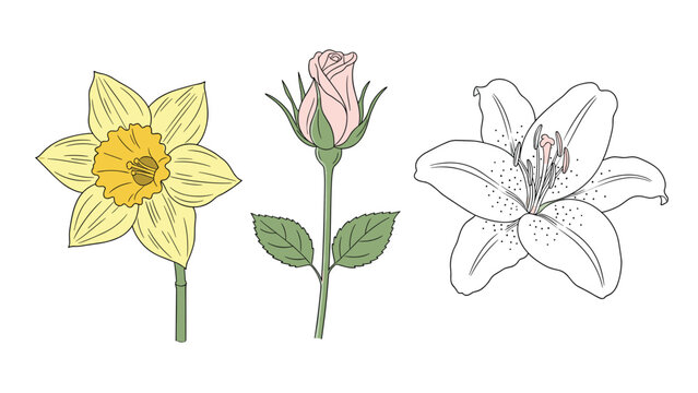 Beautiful floral set featuring a yellow daffodil a delicate pink rosebud and a large white lily blossom on a white background.