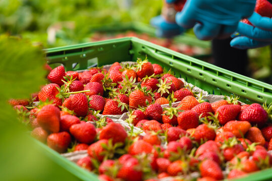 Erdbeeren werden auf dem Feld geerntet